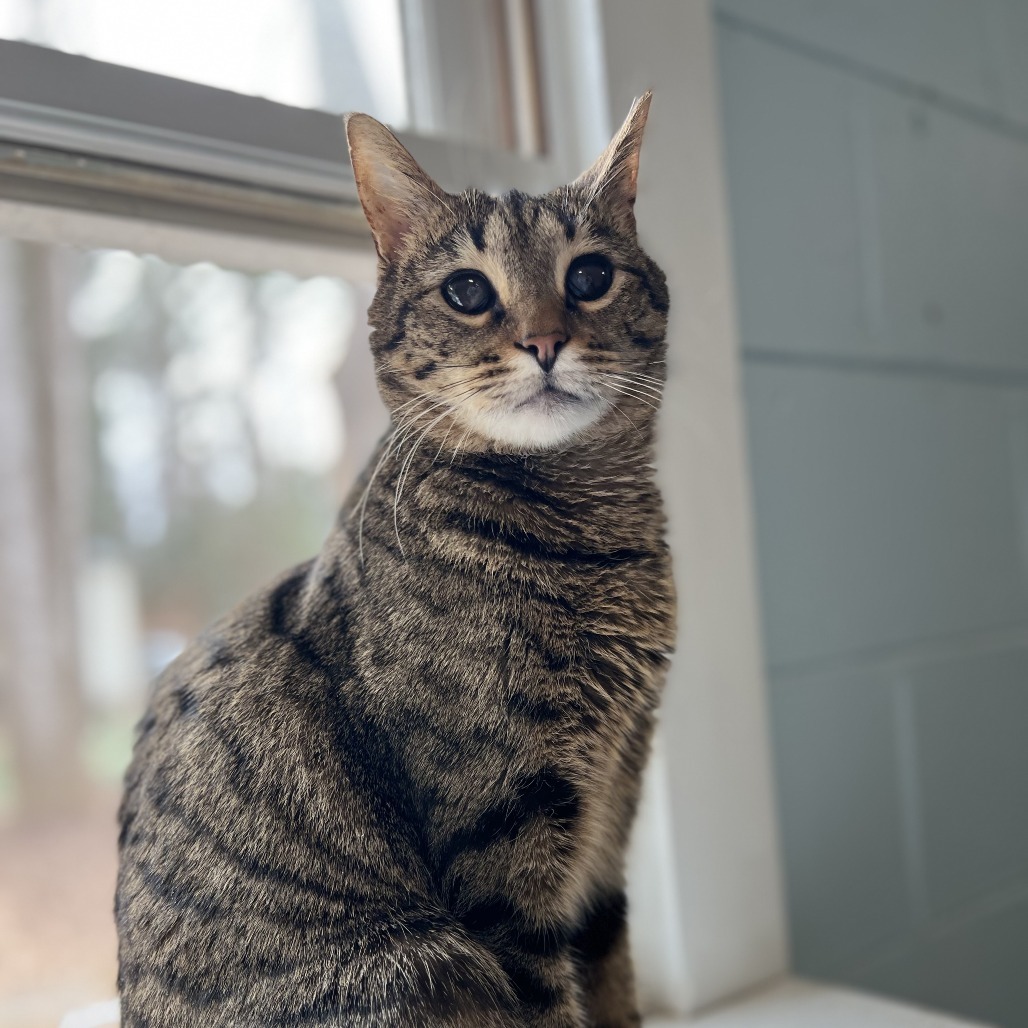 Moon, an adoptable Domestic Short Hair in Simpsonville, SC, 29681 | Photo Image 1