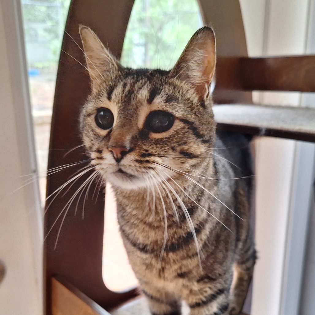 Moon, an adoptable Domestic Short Hair in Simpsonville, SC, 29681 | Photo Image 1