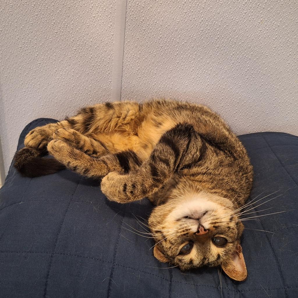 Moon, an adoptable Domestic Short Hair in Simpsonville, SC, 29681 | Photo Image 2