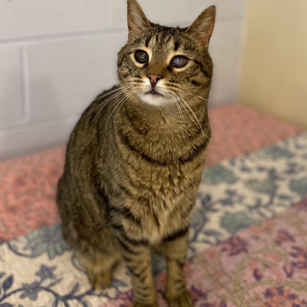 Moon, an adoptable Domestic Short Hair in Simpsonville, SC, 29681 | Photo Image 3