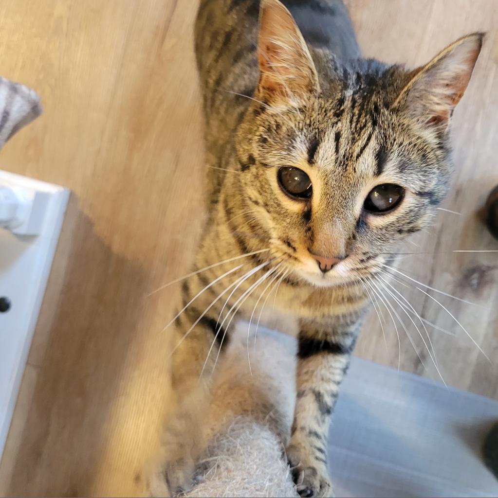 Moon, an adoptable Domestic Short Hair in Simpsonville, SC, 29681 | Photo Image 3