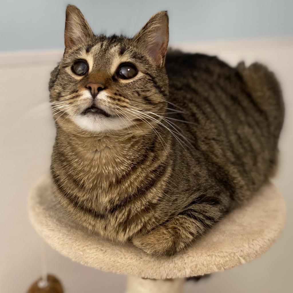 Moon, an adoptable Domestic Short Hair in Simpsonville, SC, 29681 | Photo Image 4