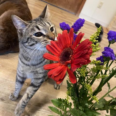 Moon, an adoptable Domestic Short Hair in Simpsonville, SC, 29681 | Photo Image 5