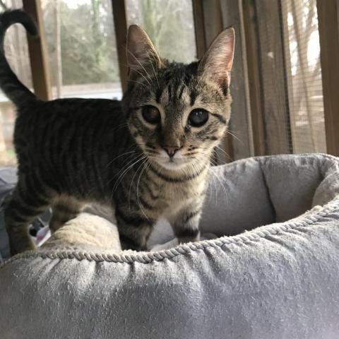 Moon, an adoptable Domestic Short Hair in Simpsonville, SC, 29681 | Photo Image 5