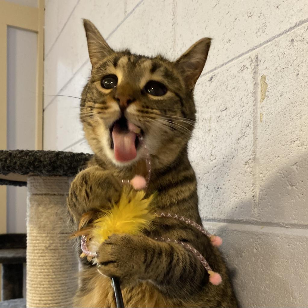 Moon, an adoptable Domestic Short Hair in Simpsonville, SC, 29681 | Photo Image 5