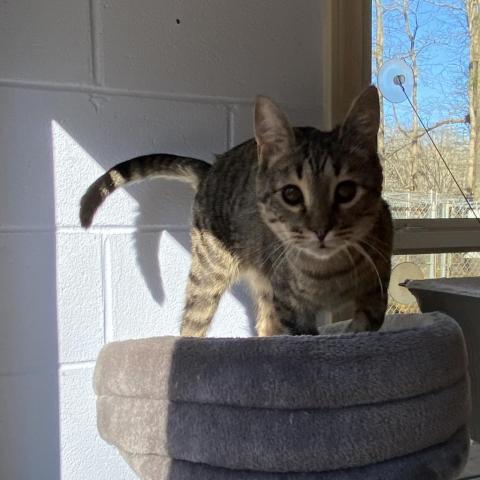 Moon, an adoptable Domestic Short Hair in Simpsonville, SC, 29681 | Photo Image 6