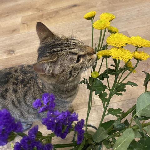 Moon, an adoptable Domestic Short Hair in Simpsonville, SC, 29681 | Photo Image 6