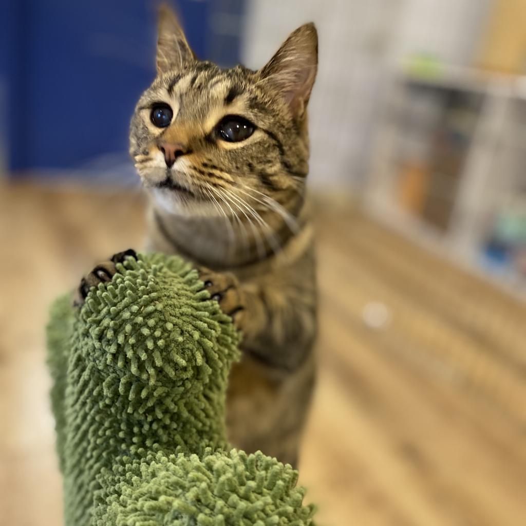 Moon, an adoptable Domestic Short Hair in Simpsonville, SC, 29681 | Photo Image 6