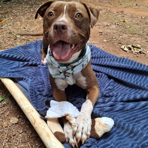 Monk, an adoptable Mixed Breed in Simpsonville, SC, 29681 | Photo Image 1