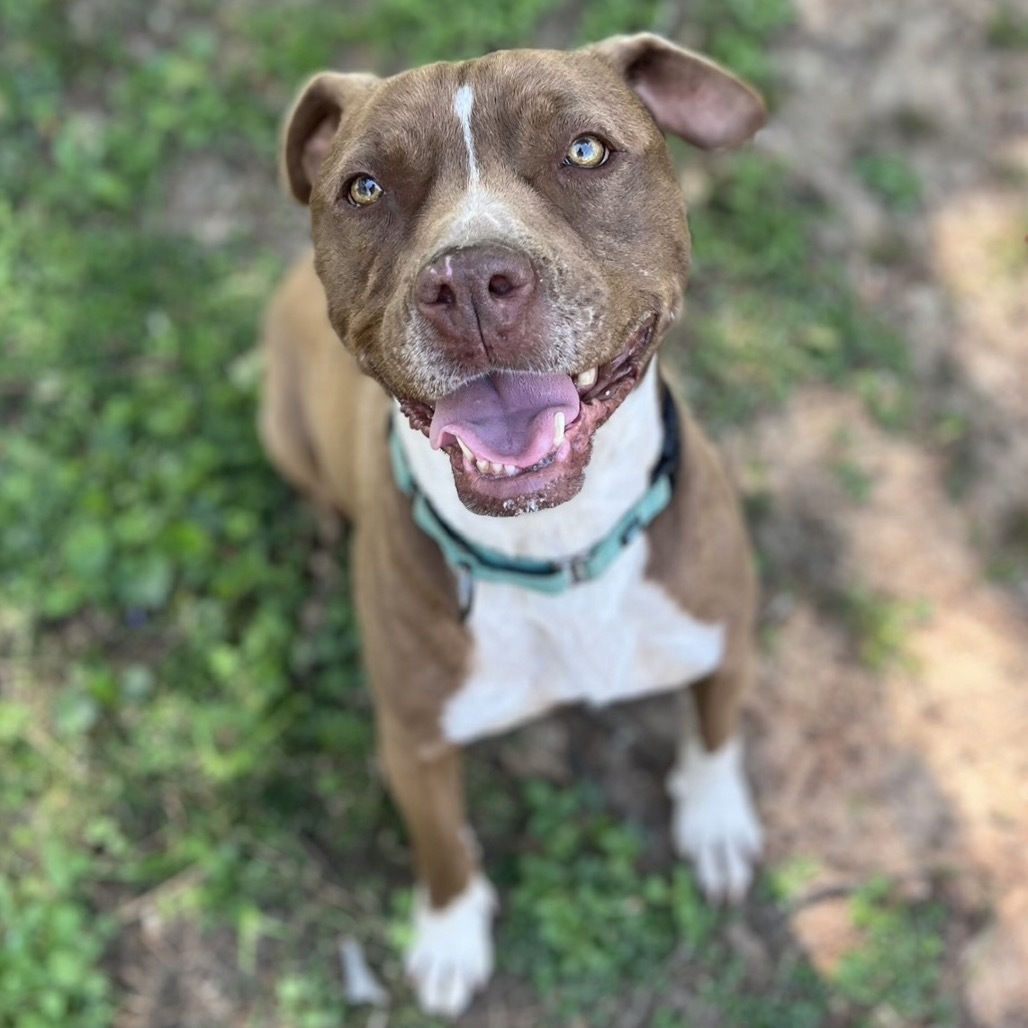 Monk, an adoptable Mixed Breed in Simpsonville, SC, 29681 | Photo Image 1