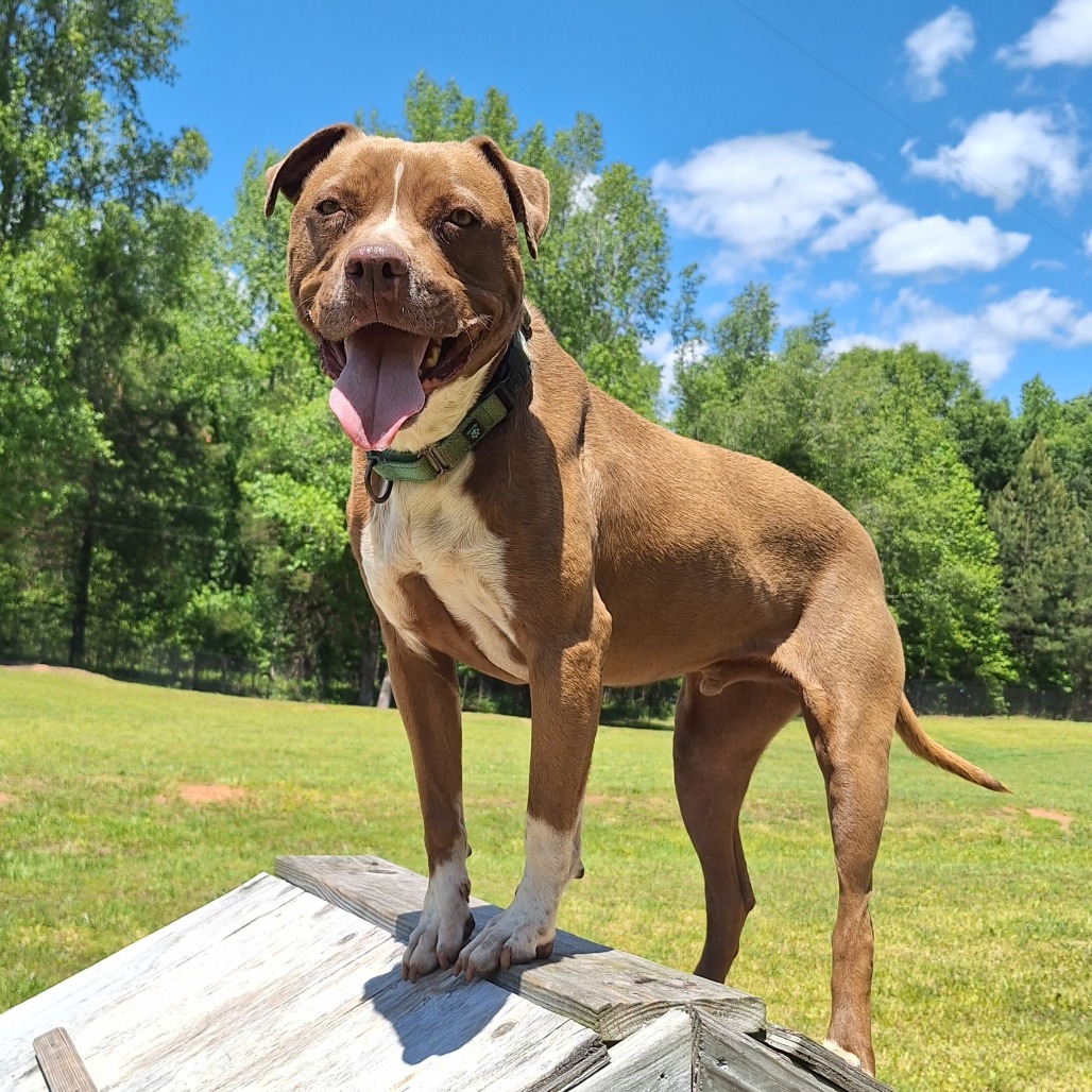 Monk, an adoptable Terrier, Mixed Breed in Simpsonville, SC, 29681 | Photo Image 1