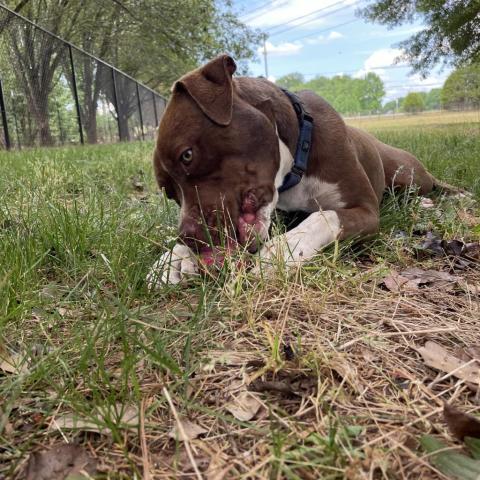 Monk, an adoptable Mixed Breed in Simpsonville, SC, 29681 | Photo Image 2