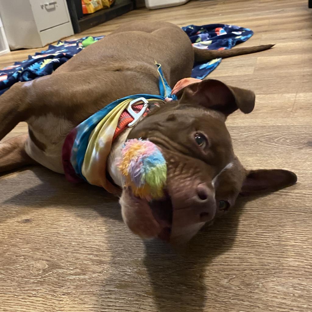 Monk, an adoptable Mixed Breed in Simpsonville, SC, 29681 | Photo Image 2