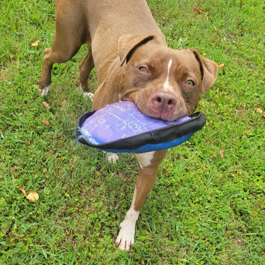 Monk, an adoptable Terrier, Mixed Breed in Simpsonville, SC, 29681 | Photo Image 3