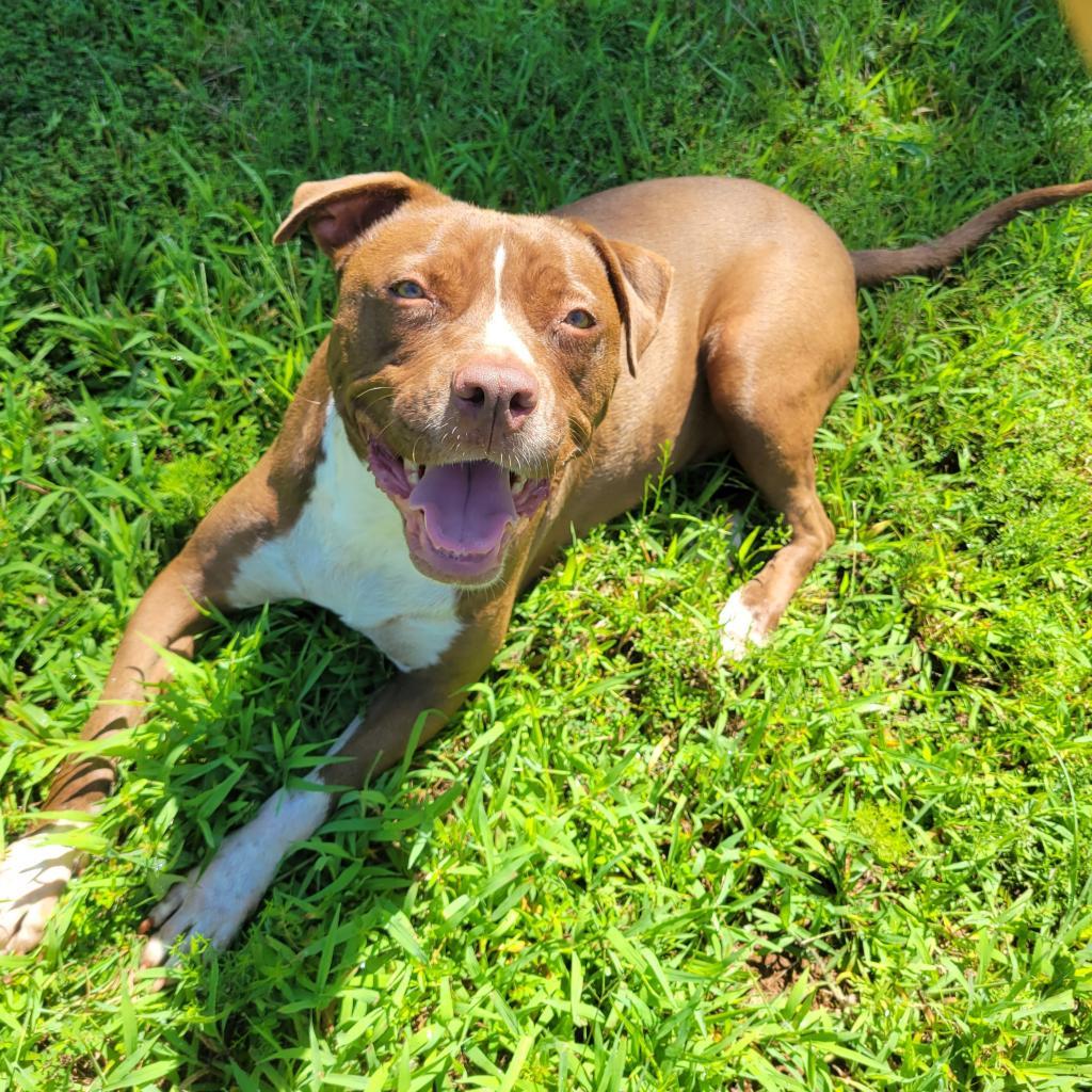 Monk, an adoptable Terrier, Mixed Breed in Simpsonville, SC, 29681 | Photo Image 3
