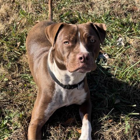 Monk, an adoptable Mixed Breed in Simpsonville, SC, 29681 | Photo Image 4