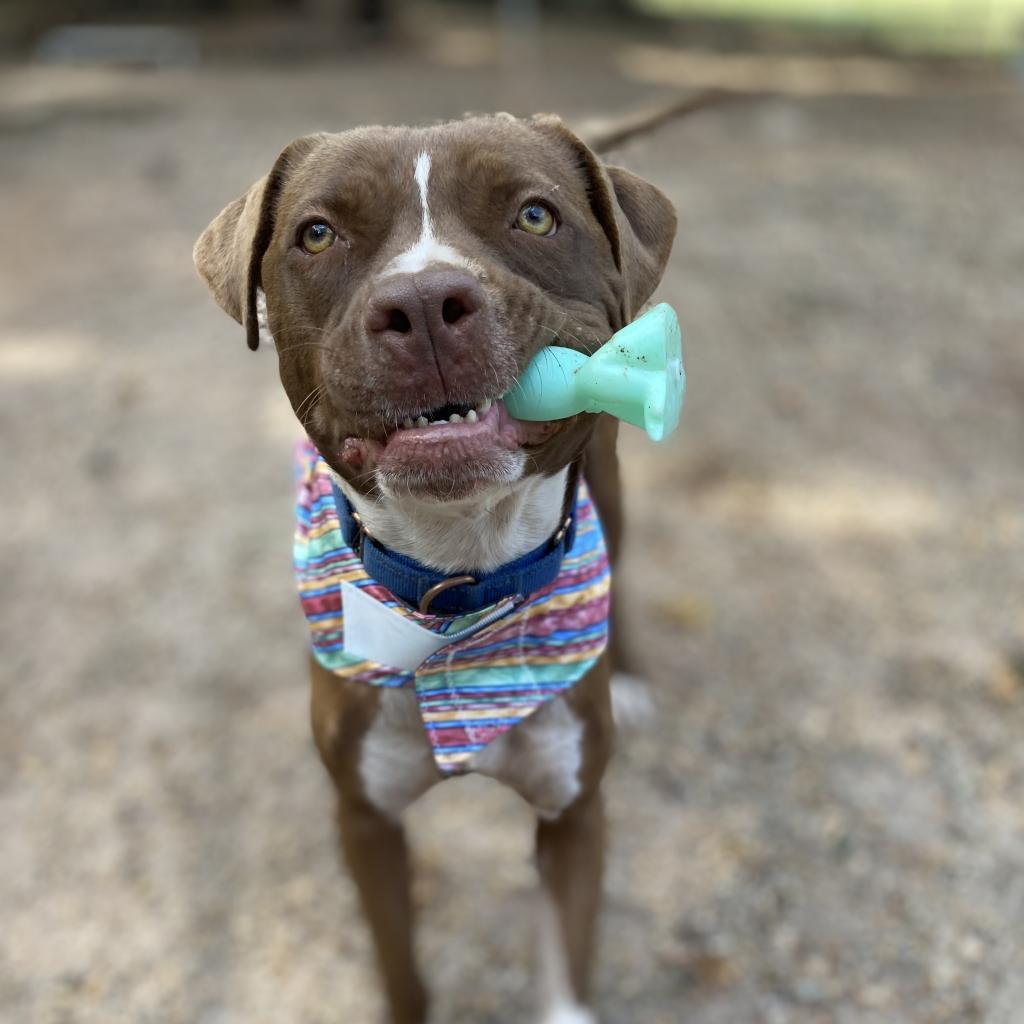 Monk, an adoptable Terrier, Mixed Breed in Simpsonville, SC, 29681 | Photo Image 4