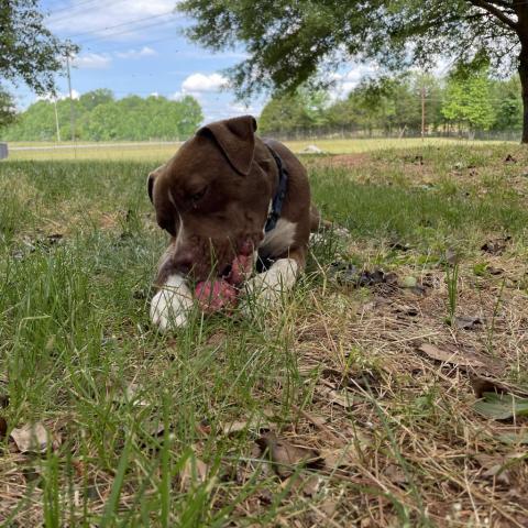 Monk, an adoptable Mixed Breed in Simpsonville, SC, 29681 | Photo Image 5