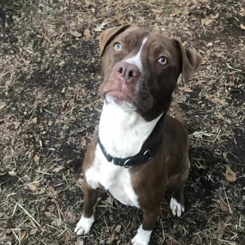 Monk, an adoptable Mixed Breed in Simpsonville, SC, 29681 | Photo Image 5