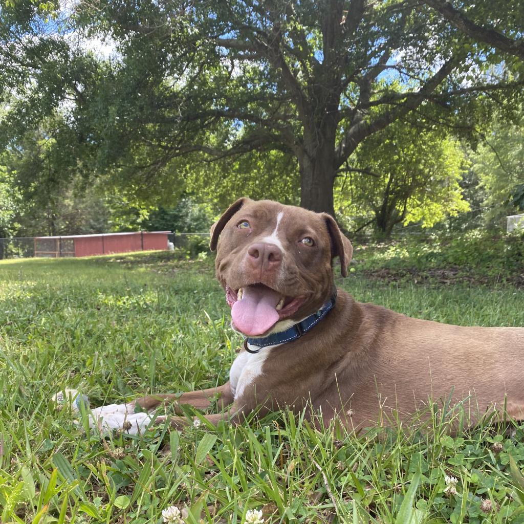 Monk, an adoptable Terrier, Mixed Breed in Simpsonville, SC, 29681 | Photo Image 5