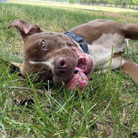 Monk, an adoptable Mixed Breed in Simpsonville, SC, 29681 | Photo Image 6