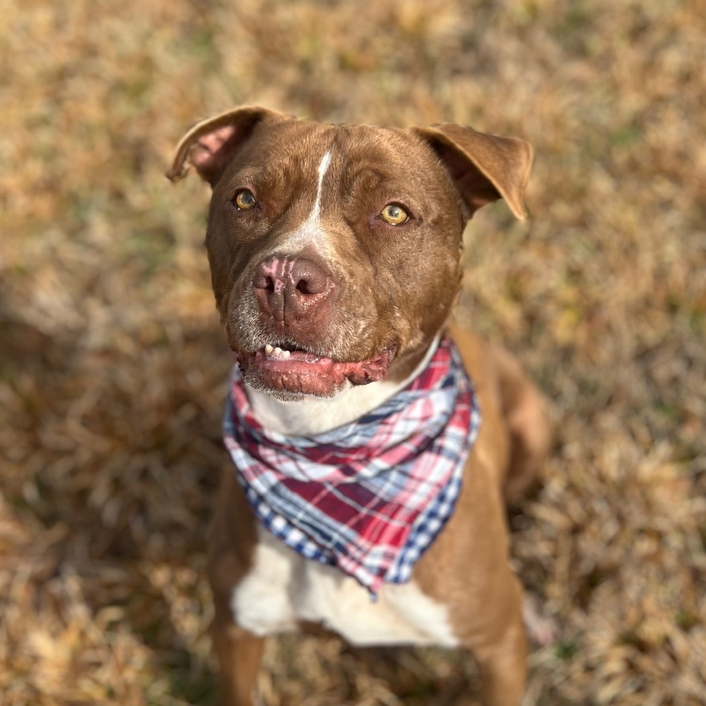 Monk, an adoptable Terrier, Mixed Breed in Simpsonville, SC, 29681 | Photo Image 6