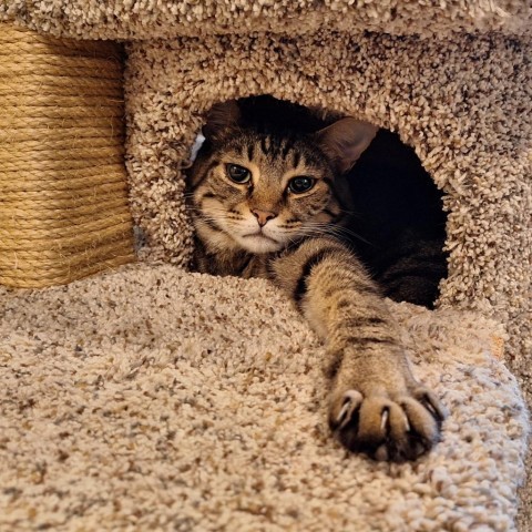 Renly, an adoptable Domestic Short Hair in Simpsonville, SC, 29681 | Photo Image 1