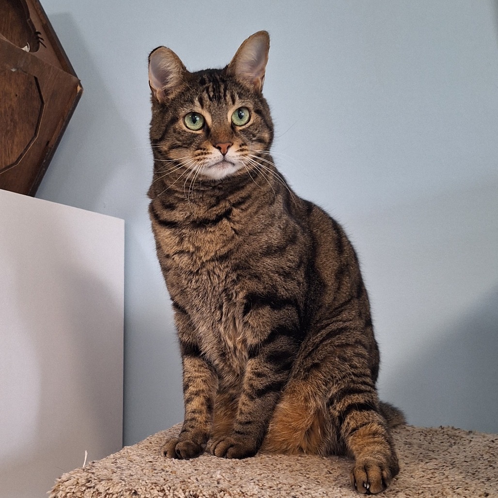 Renly, an adoptable Domestic Short Hair in Simpsonville, SC, 29681 | Photo Image 1
