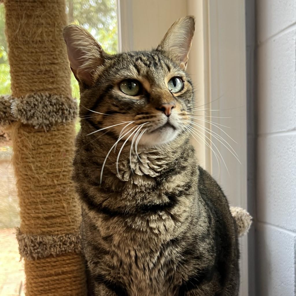 Renly, an adoptable Domestic Short Hair in Simpsonville, SC, 29681 | Photo Image 2