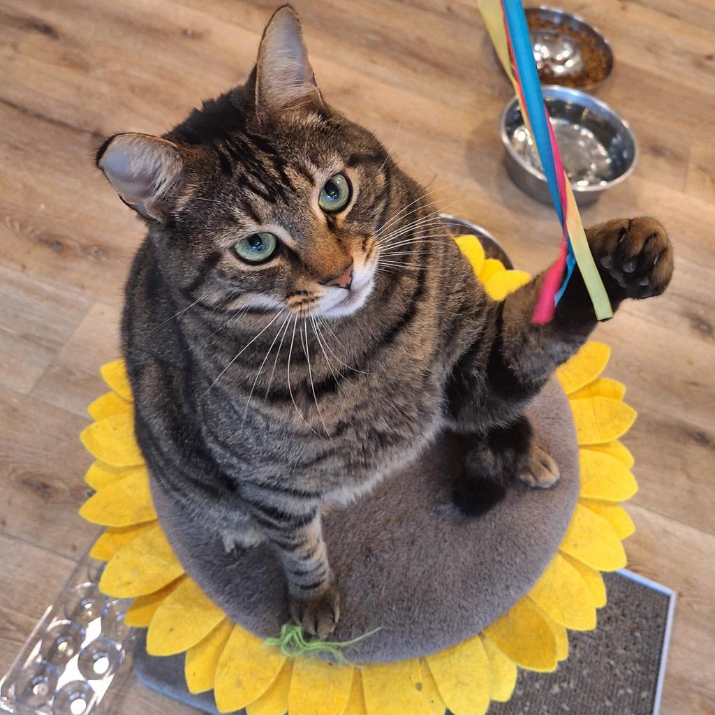 Renly, an adoptable Domestic Short Hair in Simpsonville, SC, 29681 | Photo Image 2