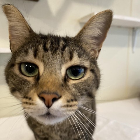 Renly, an adoptable Domestic Short Hair in Simpsonville, SC, 29681 | Photo Image 3