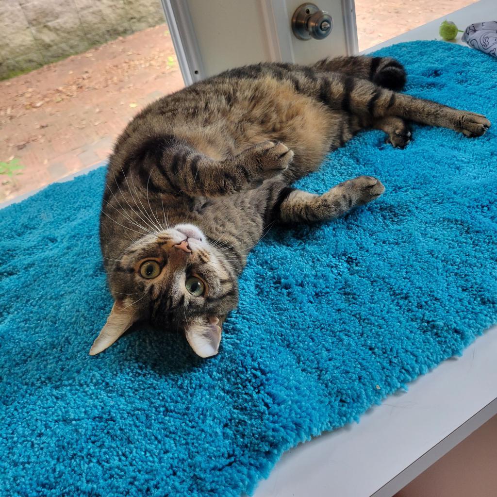 Renly, an adoptable Domestic Short Hair in Simpsonville, SC, 29681 | Photo Image 3