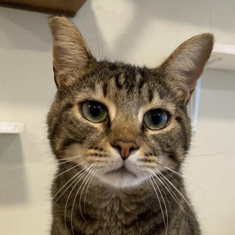 Renly, an adoptable Domestic Short Hair in Simpsonville, SC, 29681 | Photo Image 4