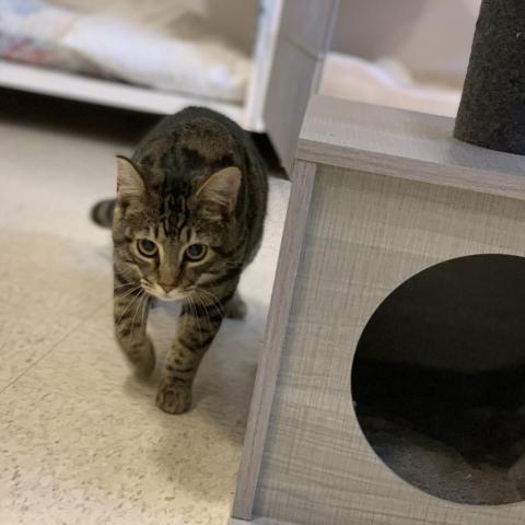 Renly, an adoptable Domestic Short Hair in Simpsonville, SC, 29681 | Photo Image 4