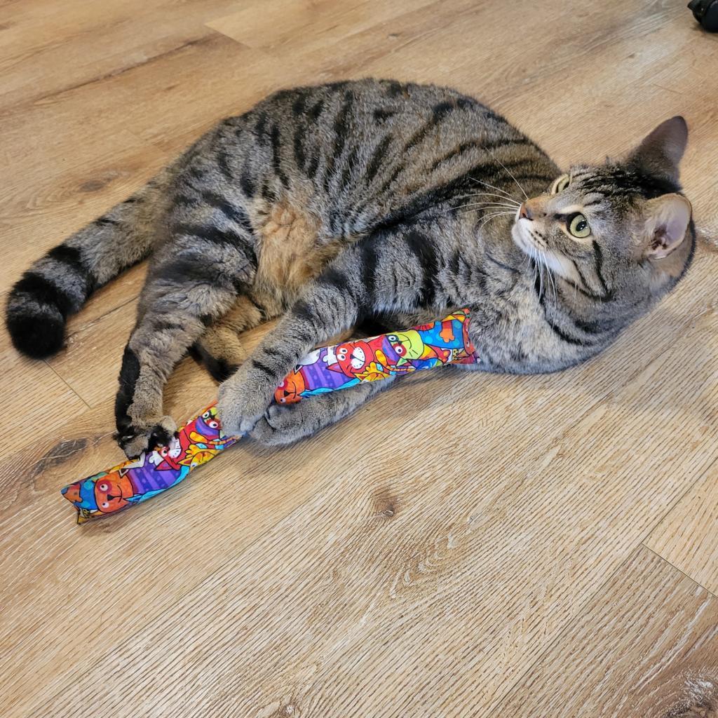 Renly, an adoptable Domestic Short Hair in Simpsonville, SC, 29681 | Photo Image 4