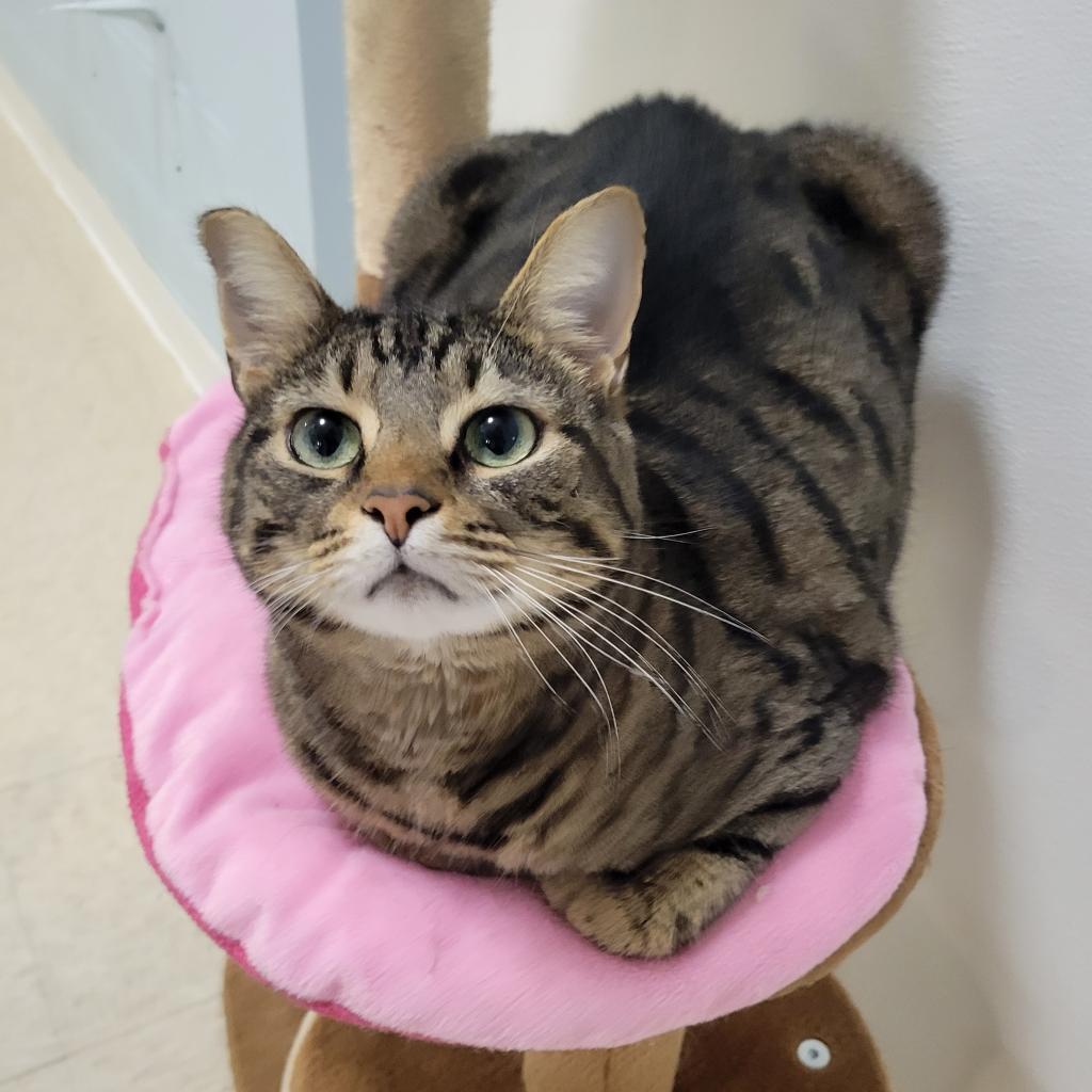 Renly, an adoptable Domestic Short Hair in Simpsonville, SC, 29681 | Photo Image 5