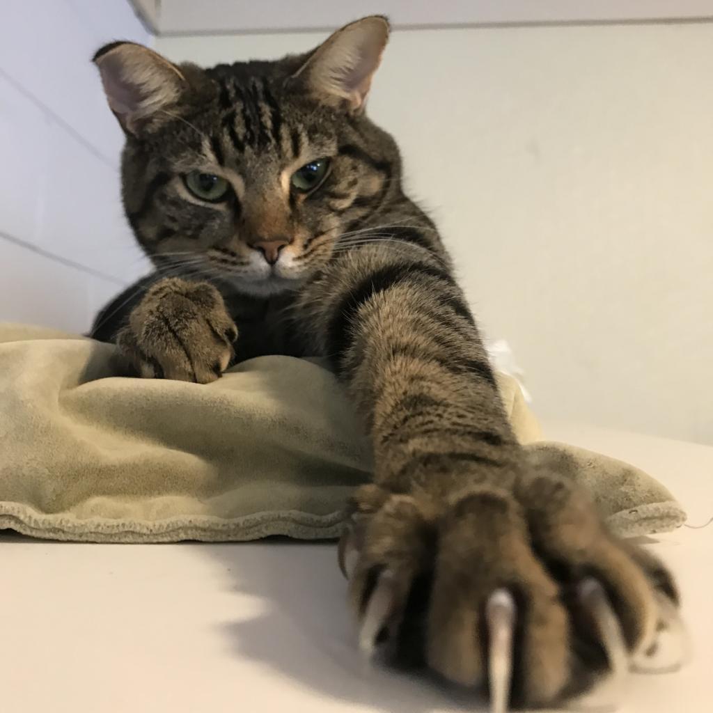 Renly, an adoptable Domestic Short Hair in Simpsonville, SC, 29681 | Photo Image 6