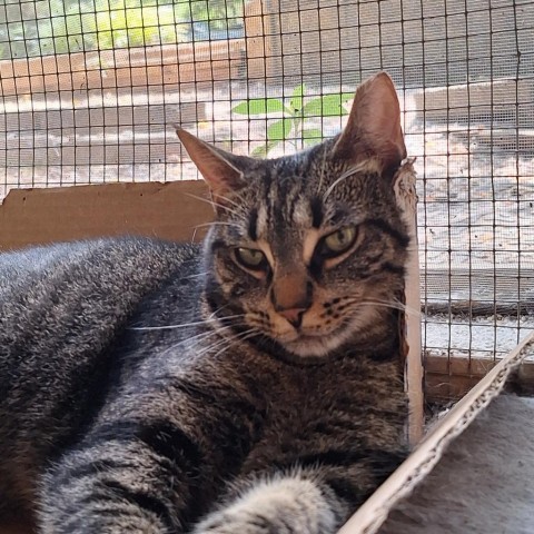 Vayda, an adoptable Domestic Short Hair in Simpsonville, SC, 29681 | Photo Image 1