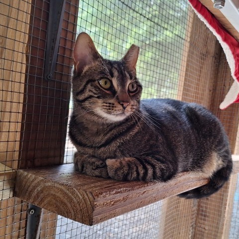 Vayda, an adoptable Domestic Short Hair in Simpsonville, SC, 29681 | Photo Image 1