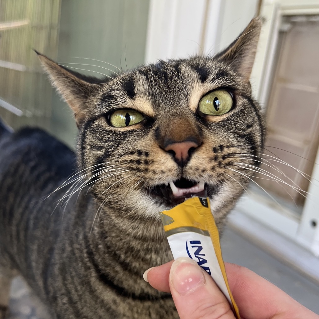 Vayda, an adoptable Domestic Short Hair in Simpsonville, SC, 29681 | Photo Image 1