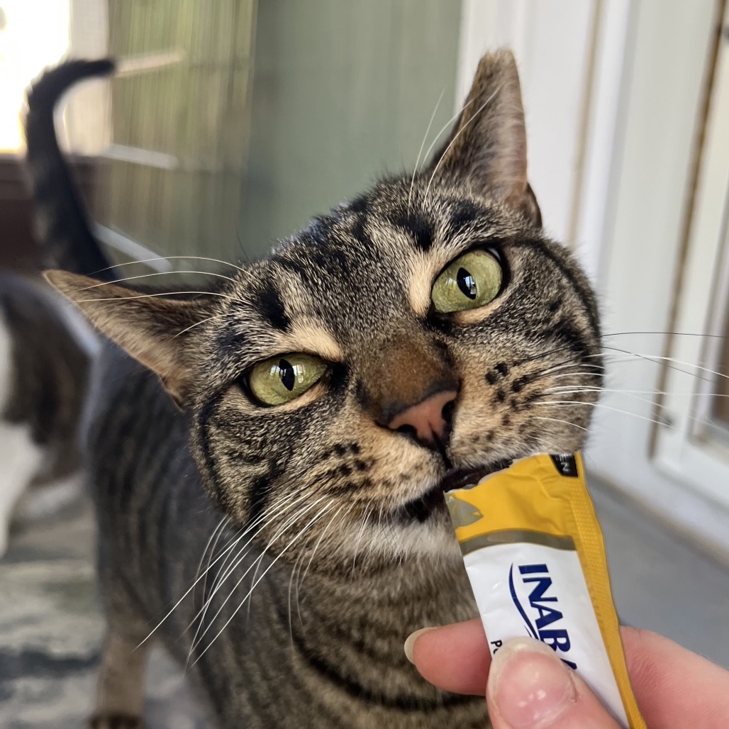 Vayda, an adoptable Domestic Short Hair in Simpsonville, SC, 29681 | Photo Image 1