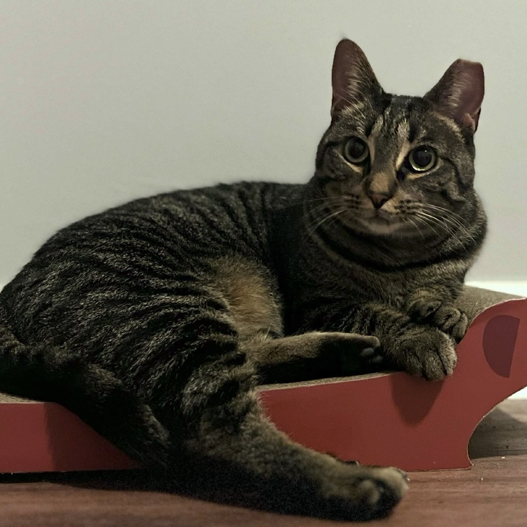 Vayda, an adoptable Domestic Short Hair in Simpsonville, SC, 29681 | Photo Image 1