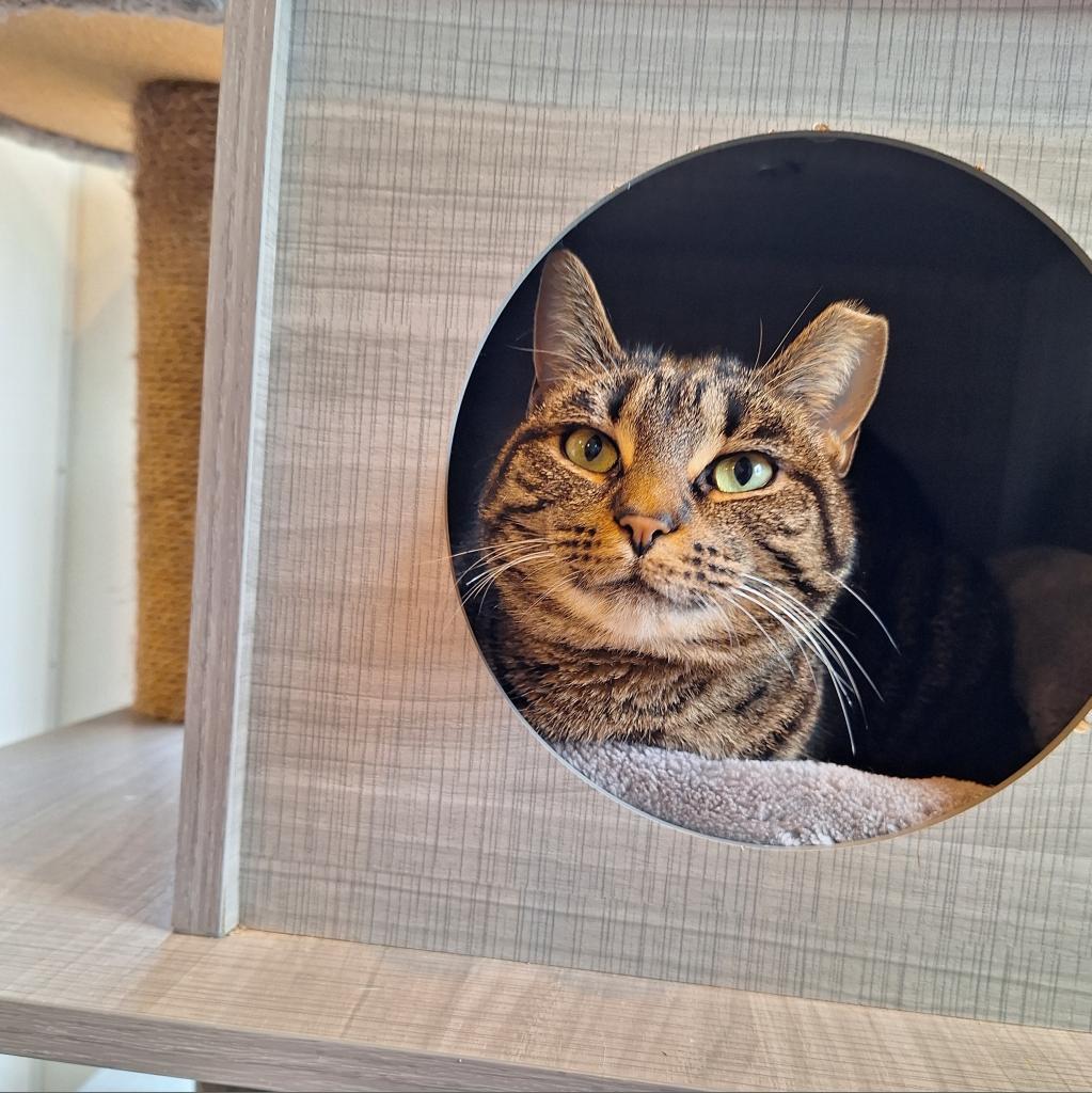 Vayda, an adoptable Domestic Short Hair in Simpsonville, SC, 29681 | Photo Image 2