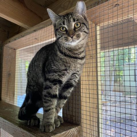 Vayda, an adoptable Domestic Short Hair in Simpsonville, SC, 29681 | Photo Image 3