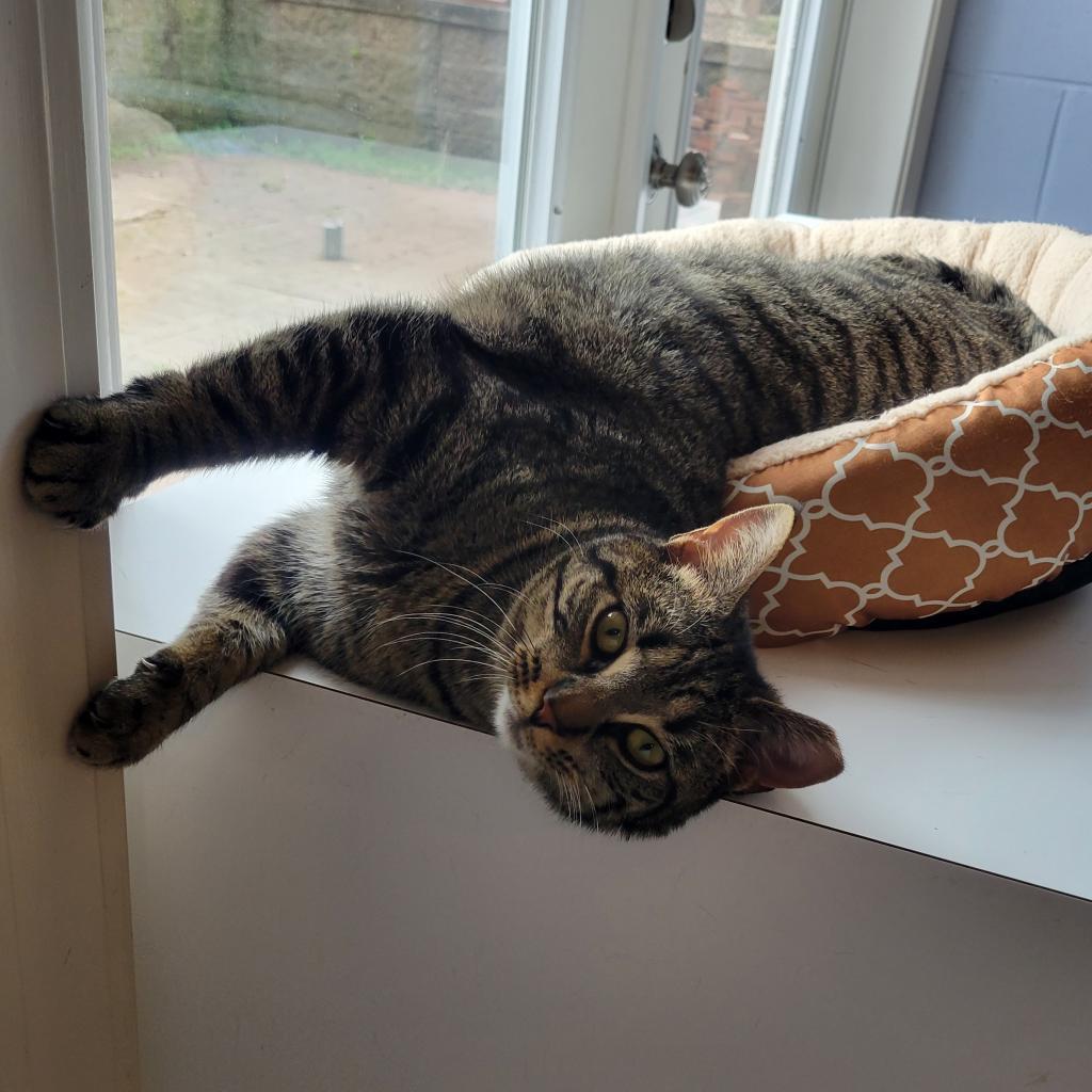 Vayda, an adoptable Domestic Short Hair in Simpsonville, SC, 29681 | Photo Image 3