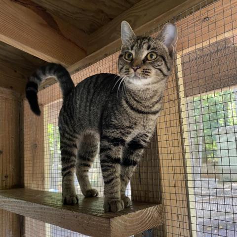 Vayda, an adoptable Domestic Short Hair in Simpsonville, SC, 29681 | Photo Image 4