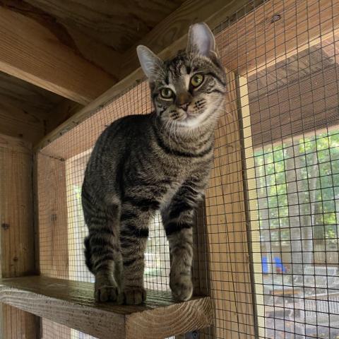 Vayda, an adoptable Domestic Short Hair in Simpsonville, SC, 29681 | Photo Image 5