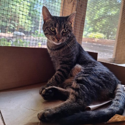 Vayda, an adoptable Domestic Short Hair in Simpsonville, SC, 29681 | Photo Image 5