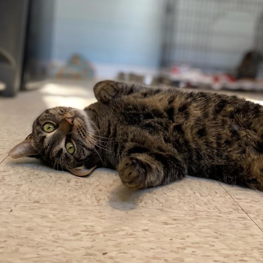 Vayda, an adoptable Domestic Short Hair in Simpsonville, SC, 29681 | Photo Image 5