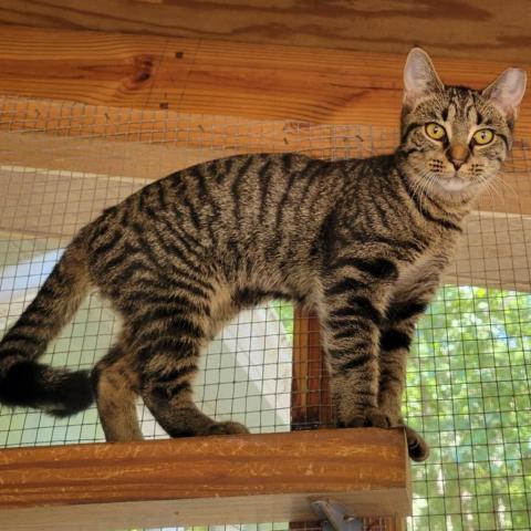 Vayda, an adoptable Domestic Short Hair in Simpsonville, SC, 29681 | Photo Image 6